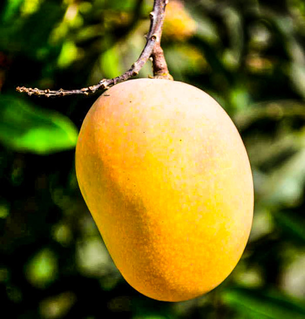 Ripe Alphonso Mangoes